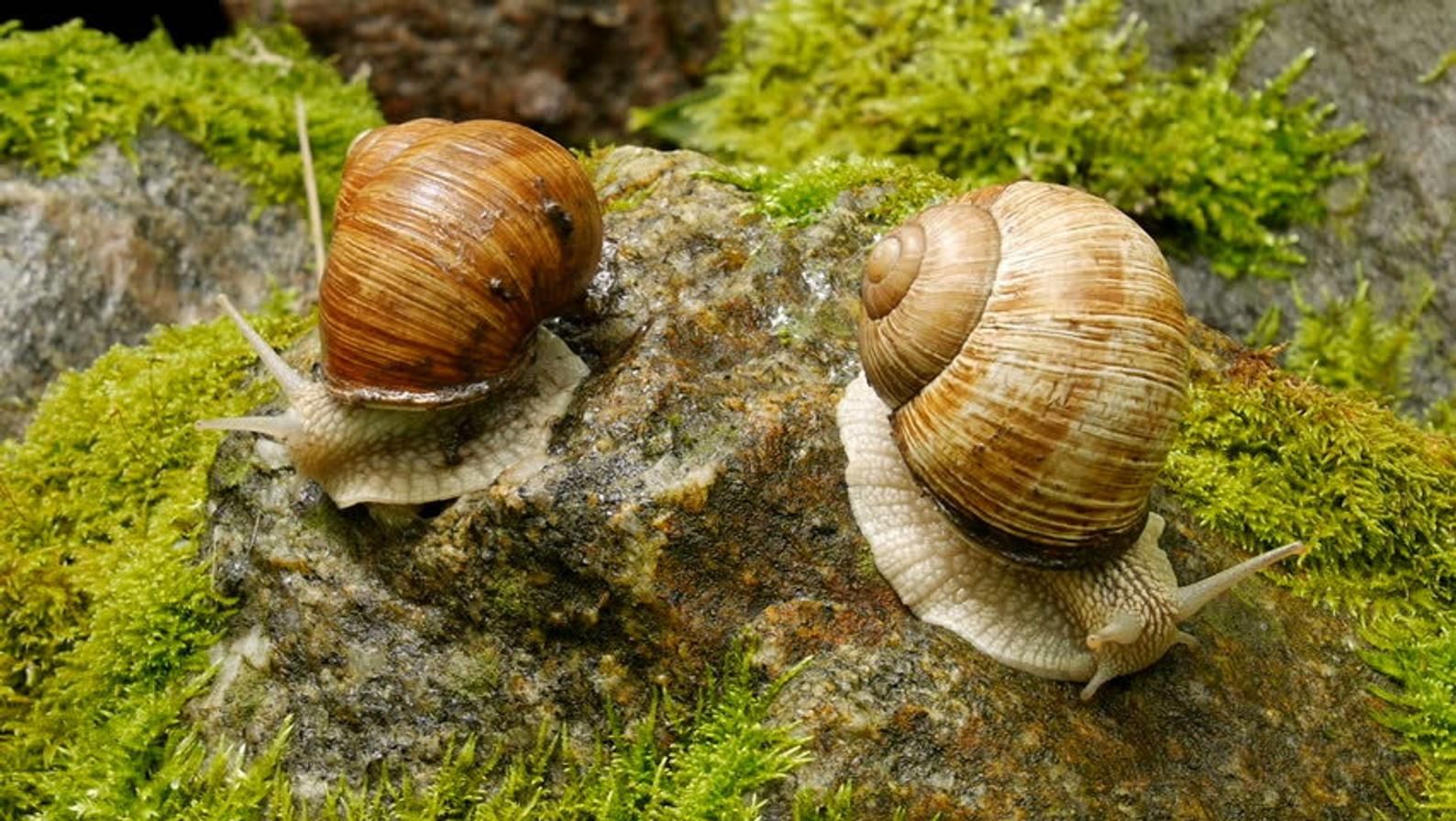 Unveiling the Secret Lives of Snails: The Perfect Pet for Curiosity Seekers - Identifying and addressing common health issues in snails