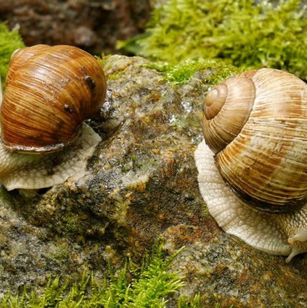 Wild Caught Wormer Snail Food - Protein Based Snail Food