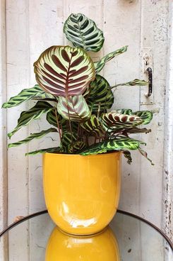 Vibrant Yellow Plant Pot