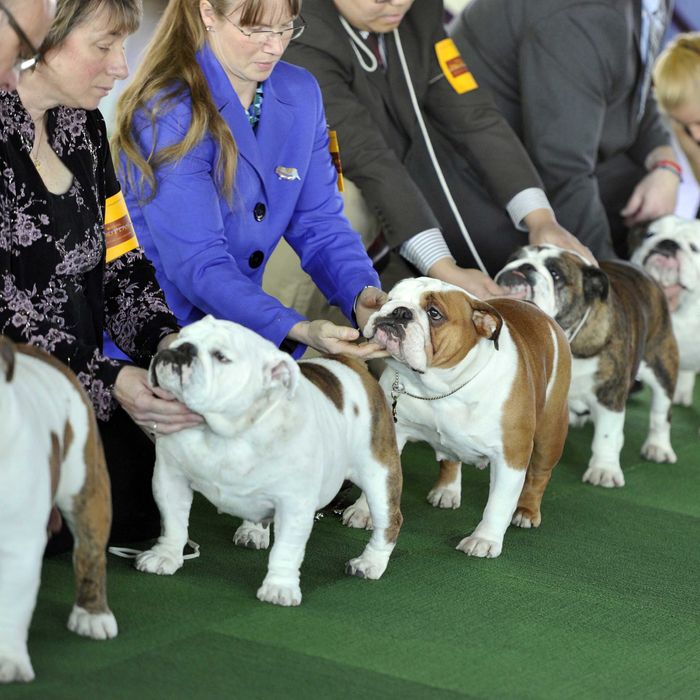 Bulldogs in the judging ring at Pier 92 and 94 in New York City for the first day of competition at the 138th Annual Westminster Kennel Club Dog Show February 10, 2014. The Westminster Kennel Club Dog Show is a two-day, all-breed benched show that takes place at both Pier 92 and 94 and at Madison Square Garden in New York City . AFP PHOTO / Timothy Clary (Photo credit should read TIMOTHY CLARY/AFP/Getty Images)