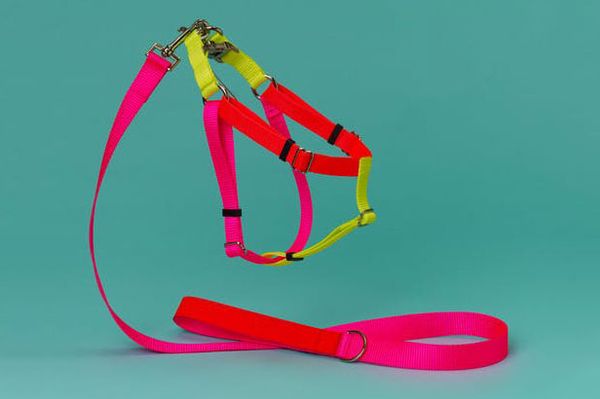 Nylon Color Block Harness