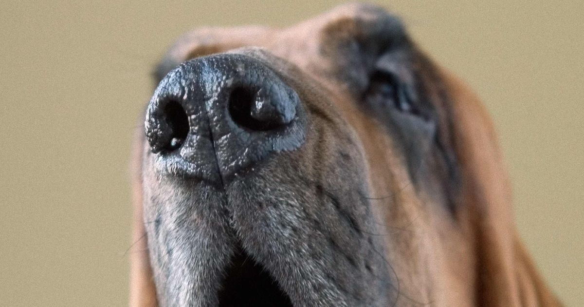 Pepper Probably Won’t Throw Dogs Off Your Scent