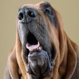 Portrait of Bloodhound