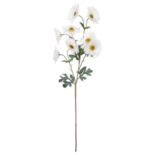 Ashland White Daisy Stem