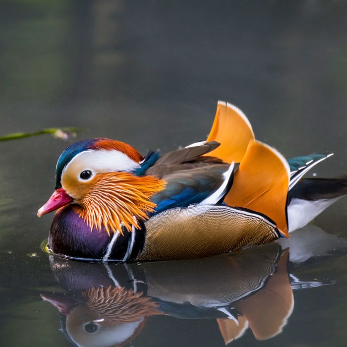 mandarin duck for sale near me