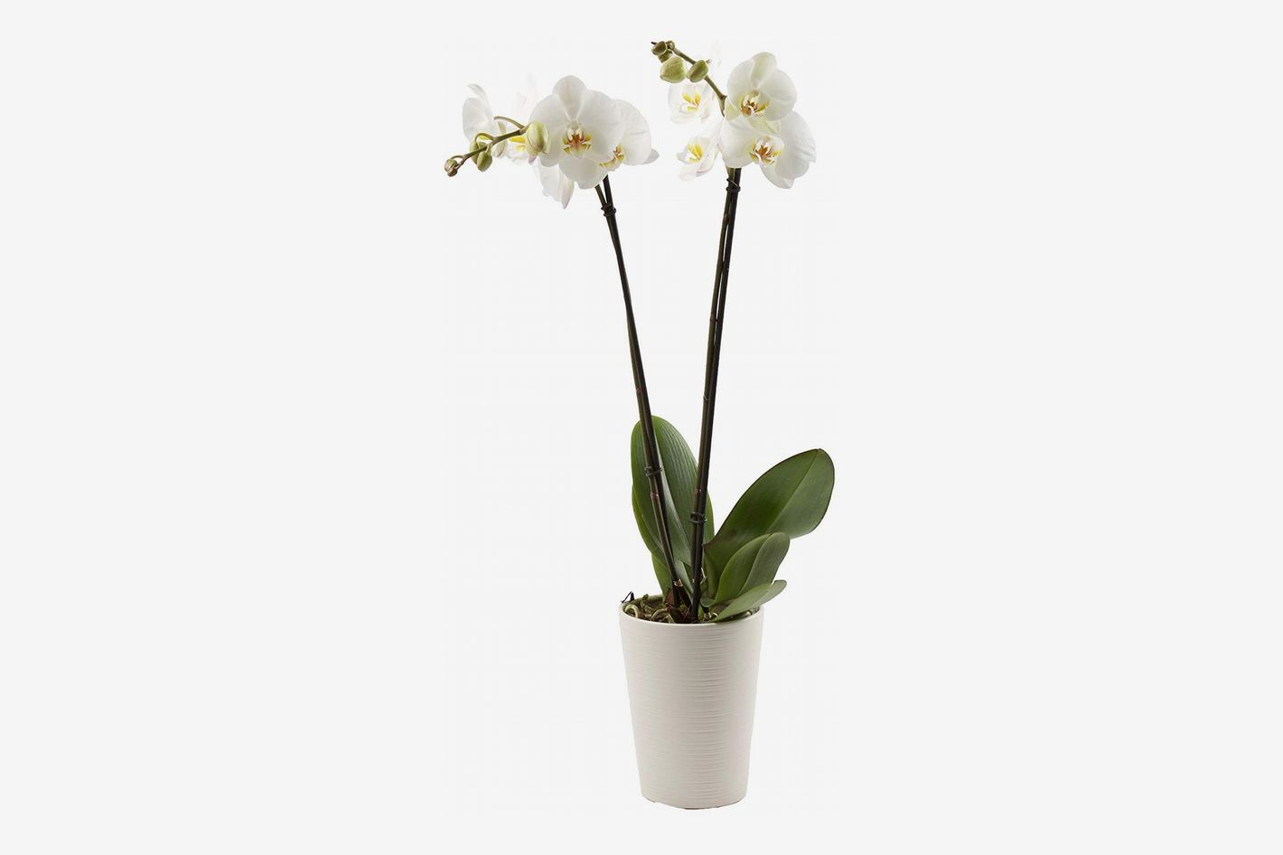 Orchid Care: How to Care for Orchids