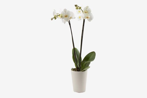 Color Orchids Live Blooming Double Stem Phalaenopsis Orchid Plant in Ceramic Pot, 20” x 24”, White Blooms