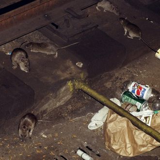 Rats on the subway tracks at the 53rd. St. station.