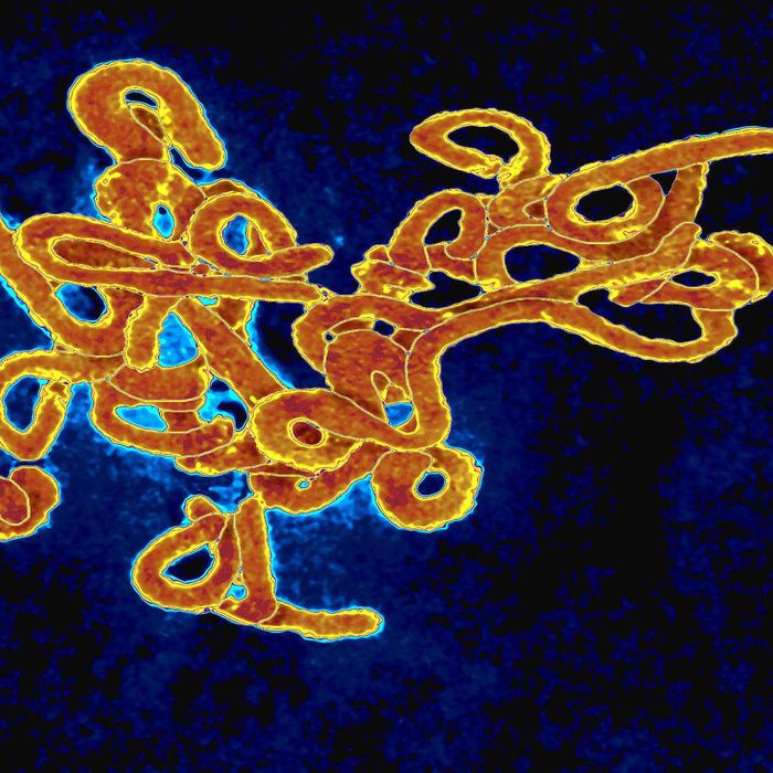 ebola giant microbe