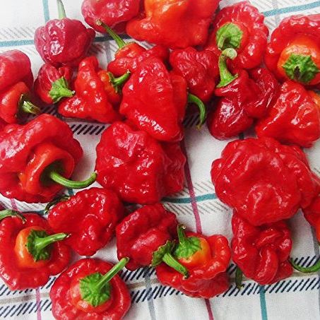 Harley Seeds Scotch Bonnet Jamaican Red Hot Pepper Seeds