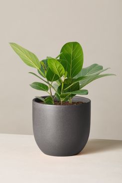 The Sill Ficus Audrey