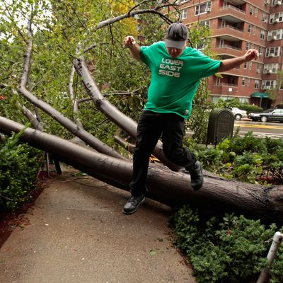 NEW YORK, NY - AUGUST 28: Isaac Krinsky steps over one of five trees knocked over by high winds from Hurricane Irene in front of the East River Cooperative Village apartment buildings along Grand Avenue August 28, 2011 in New York City. The hurricane hit New York as a Category 1 storm before being downgraded to a tropical storm. (Photo by Chip Somodevilla/Getty Images)