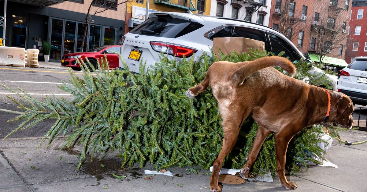 The Second Life of New York’s Discarded Christmas Trees