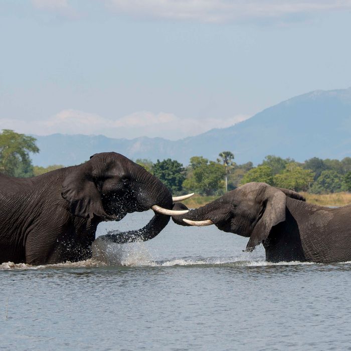 They Think They Know Why the Elephants Are Dying