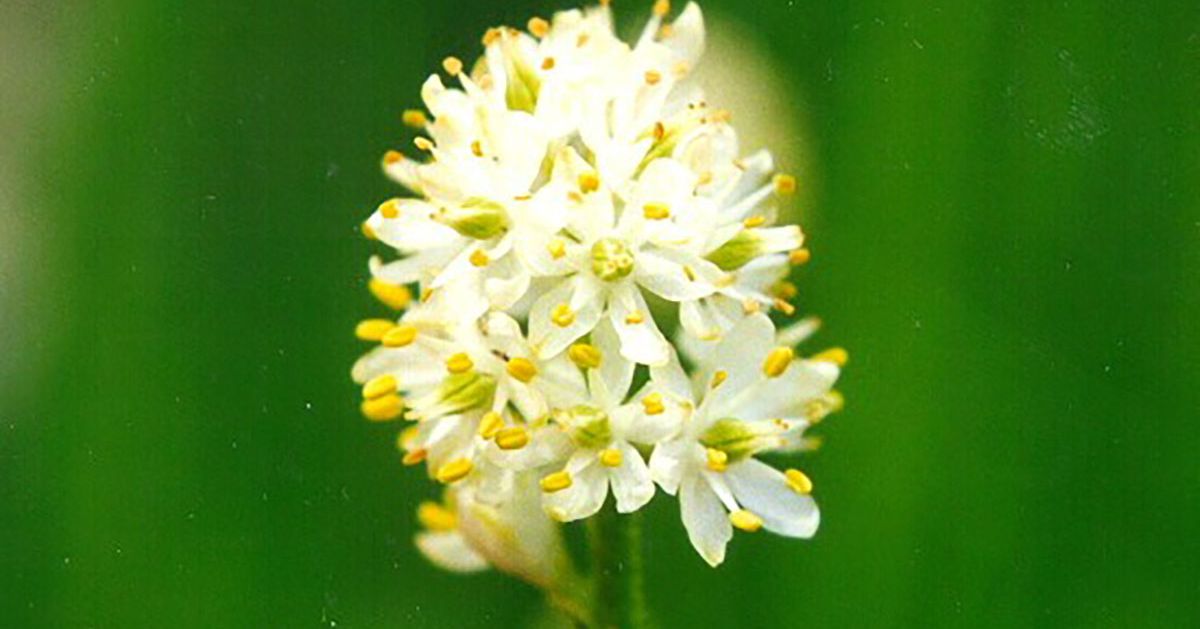 Asphodel Flower Meaning