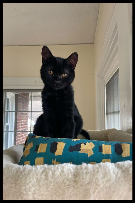 A black kitten sitting next to a teal cat toy.
