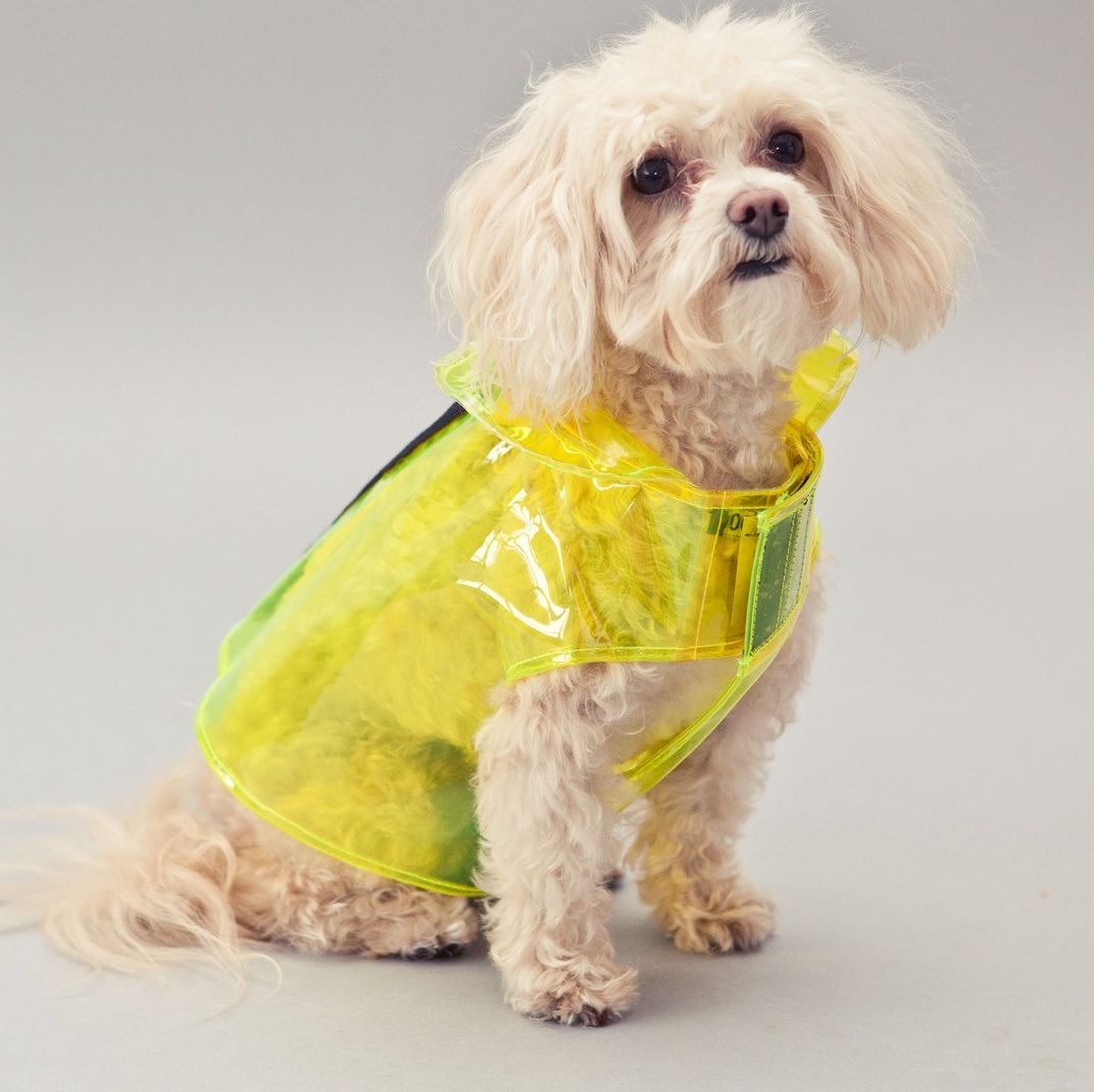dog in raincoat and boots