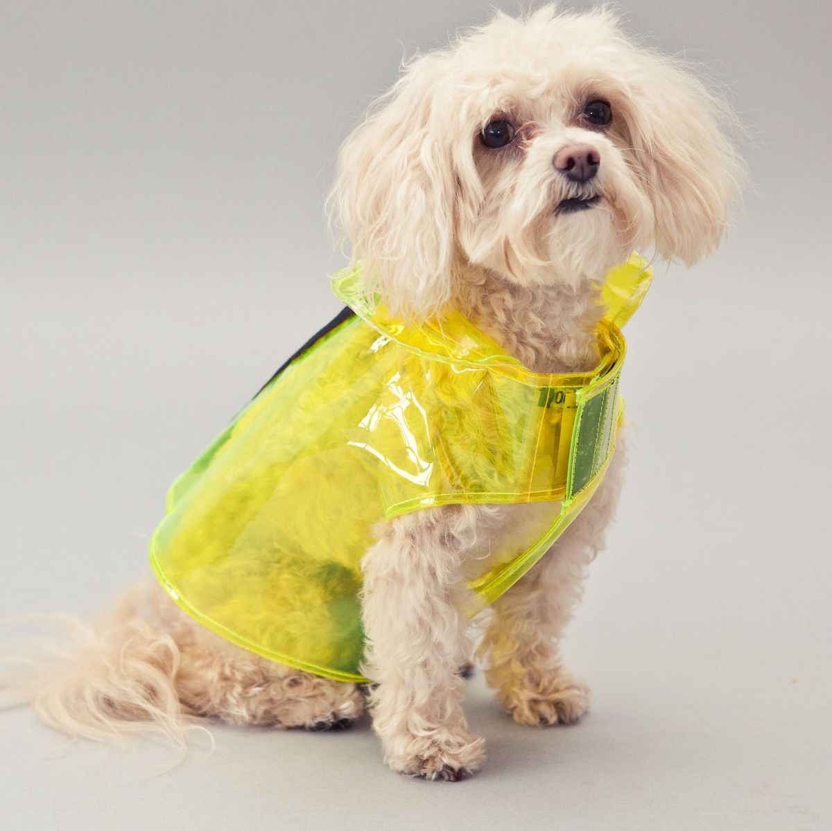 27 Of The Best And Coolest Dog Accessories The Strategist New York Magazine