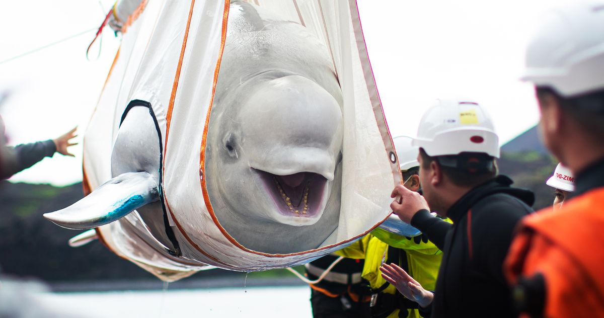Belugas Triumphantly Return to Sea 