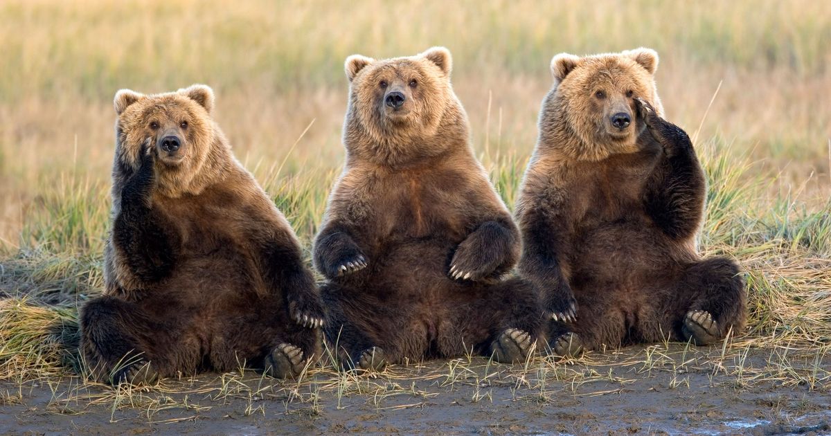 Why Katmai National Park Is Holding ‘Fat Bear Week’