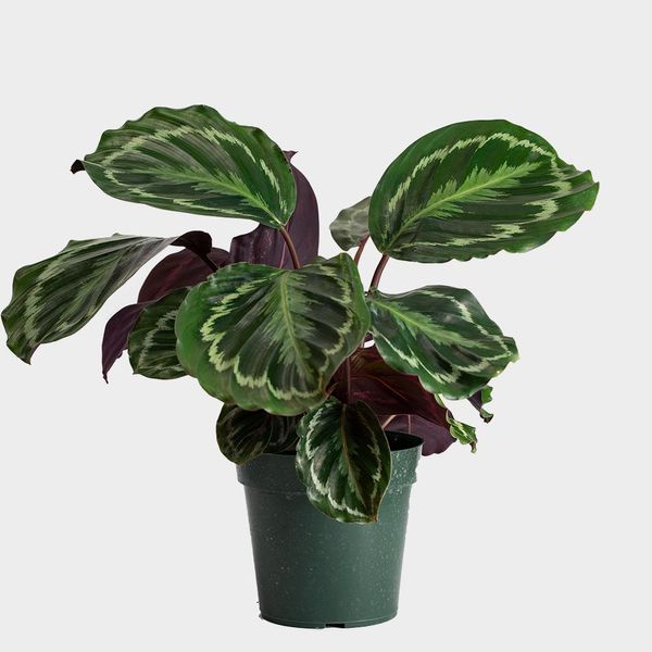 The  Best Plants To Give As Gifts  The Strategist - Best House Plants To Give As A Gift