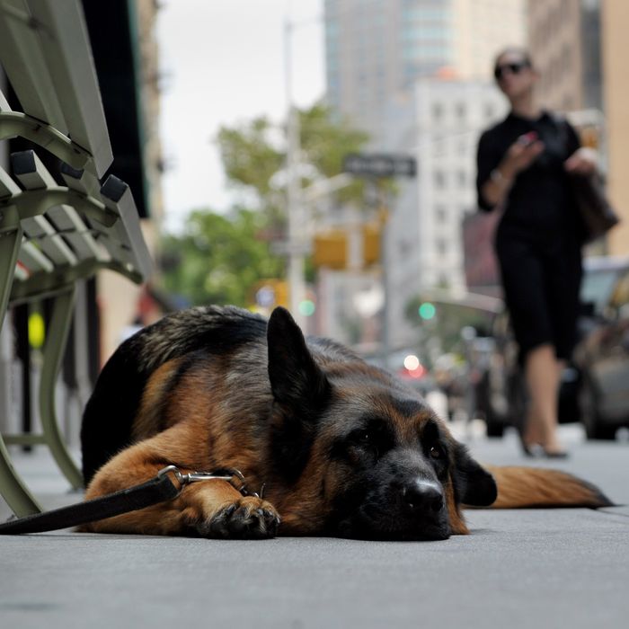 A dog lies on the sidewalk by a shop on Madison Avenue on July 19, 2013 in New York as a heatwave continues in the northeast. AFP PHOTO/Stan HONDA (Photo credit should read STAN HONDA/AFP/Getty Images)