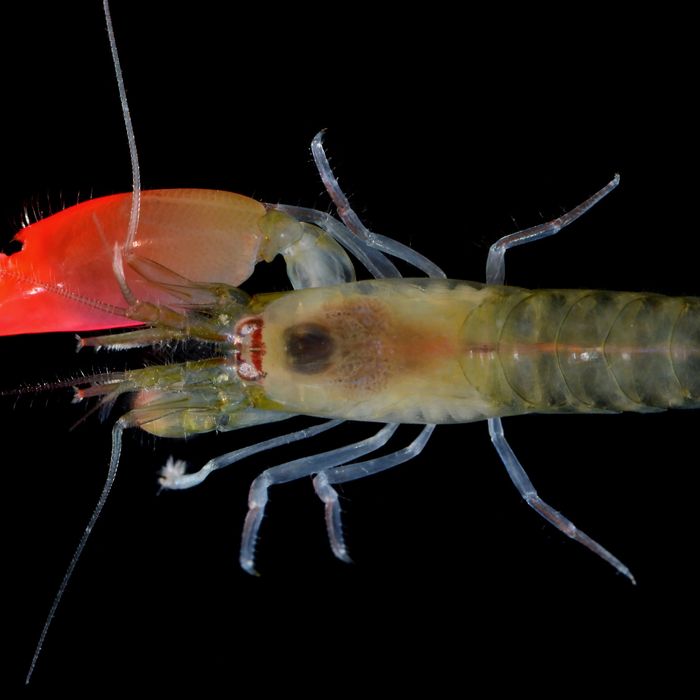 tiger pistol shrimp sound