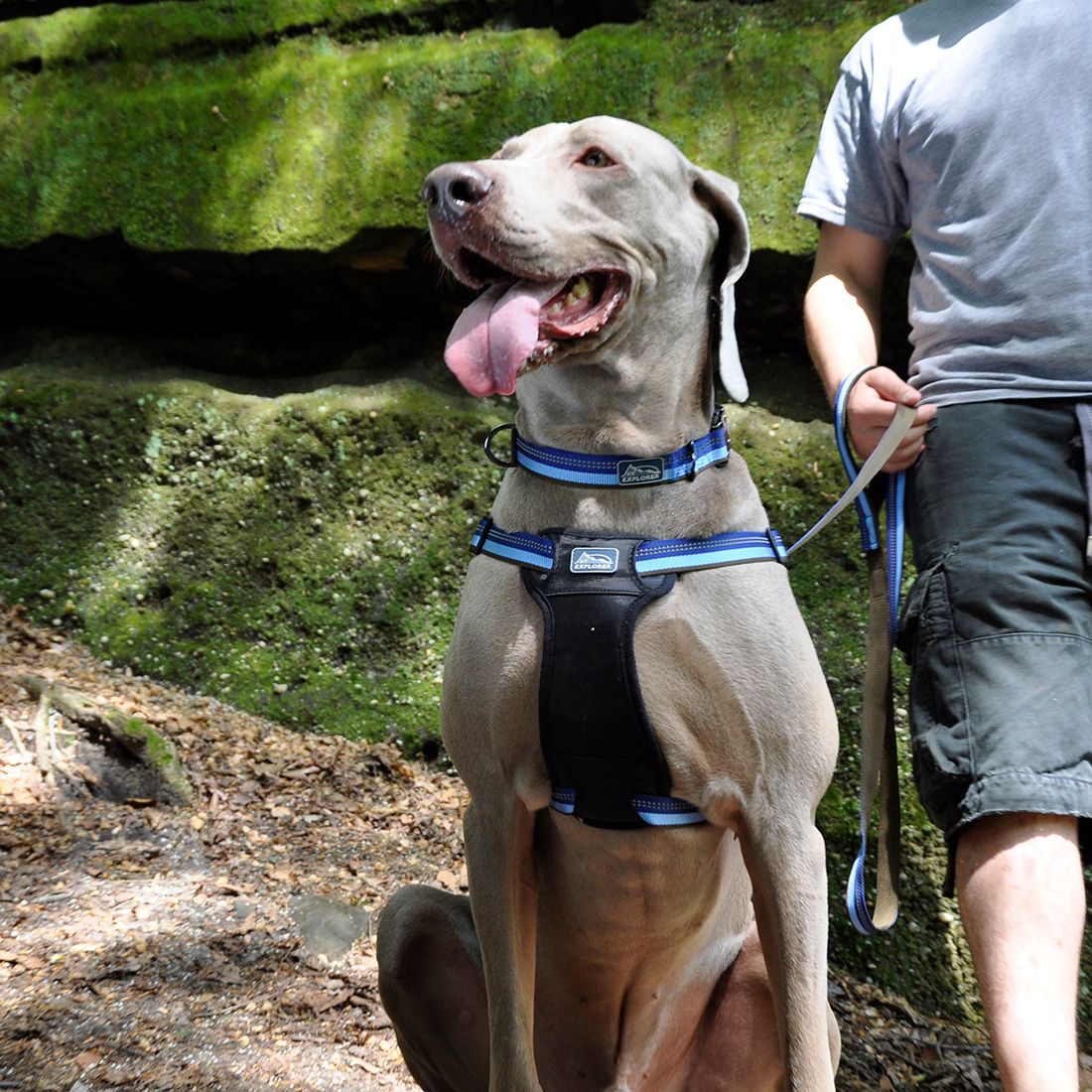 cool dog harness and leash