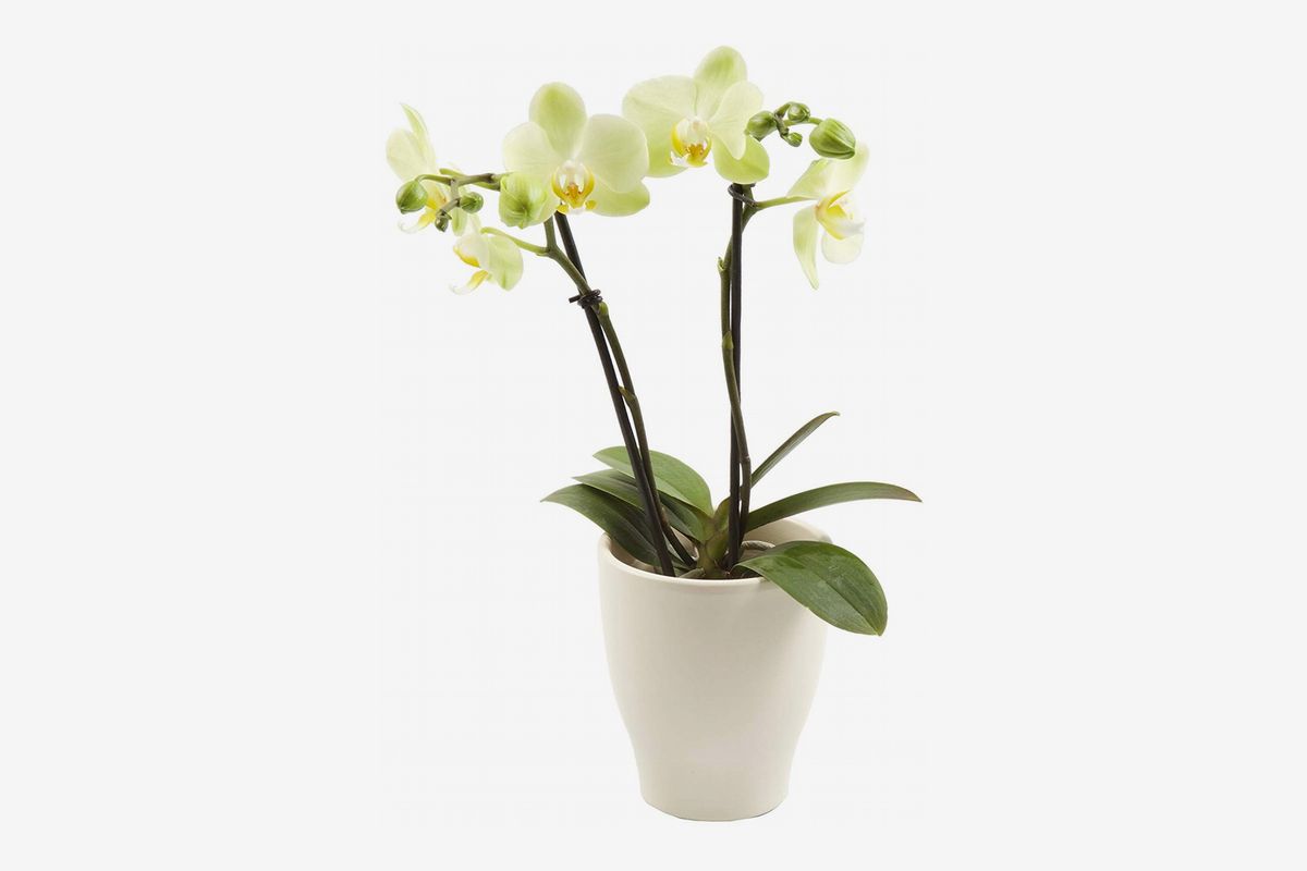 Orchid Care How To Care For Orchids The Strategist New York Magazine