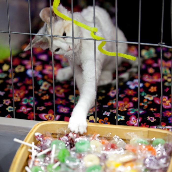 Landlord Shutters Candy Shop With The Owners Cat Still Inside