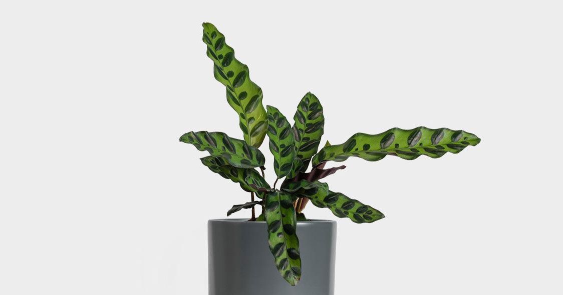 Indoor plant gift large
