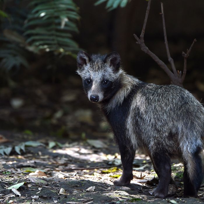 Raccoon dog best sale and fox