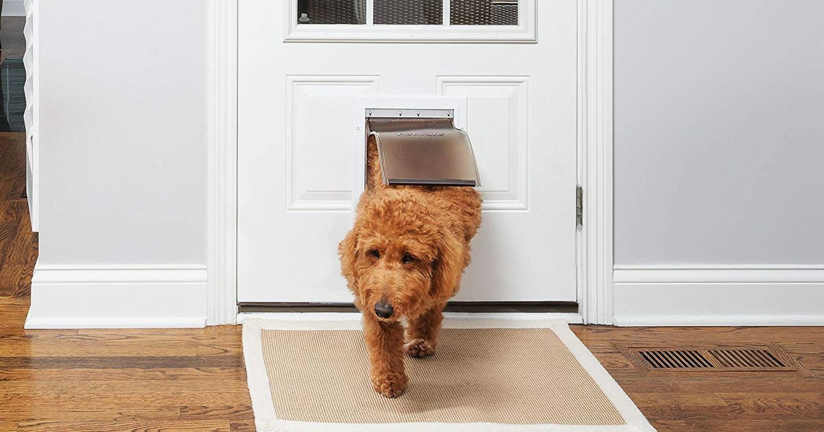 9 Best Dog Doors The Strategist