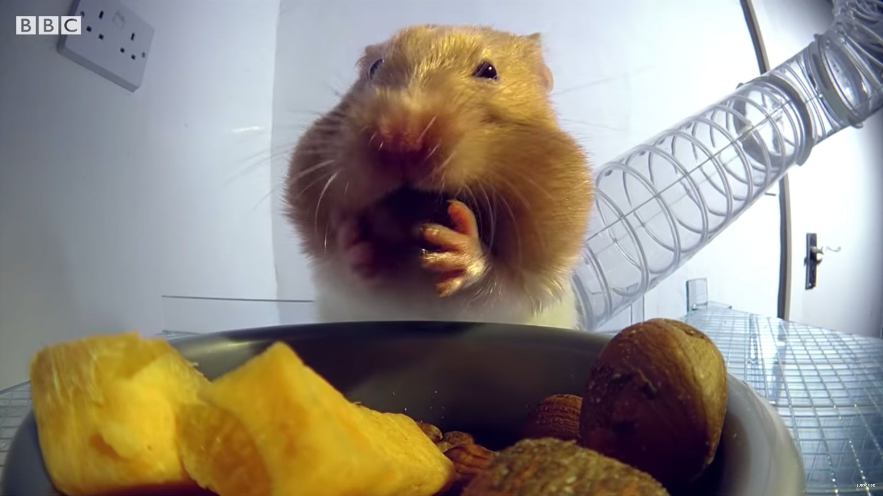 hamsters with food in cheeks