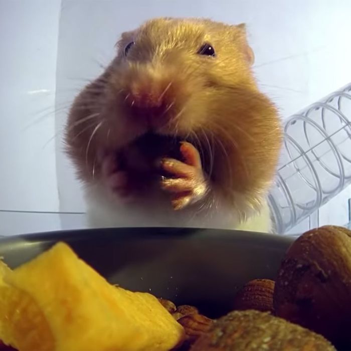 This Hamster Stuffing Its Face Is So Relatable