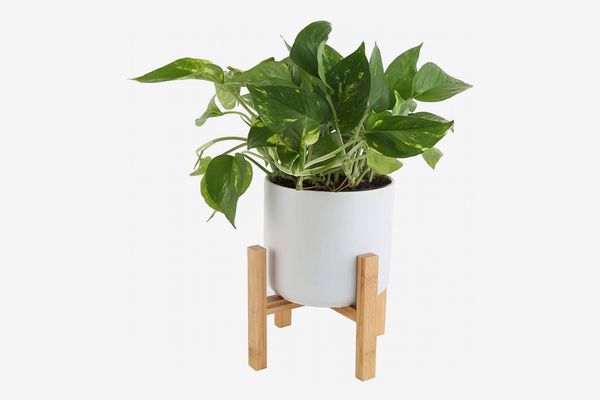 Costa Farms Golden Pothos