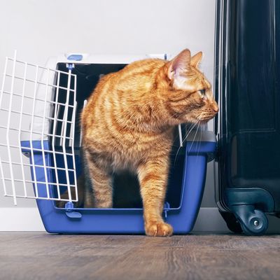 How to Make Flying With a Cat Easier, According to Experts and Owners