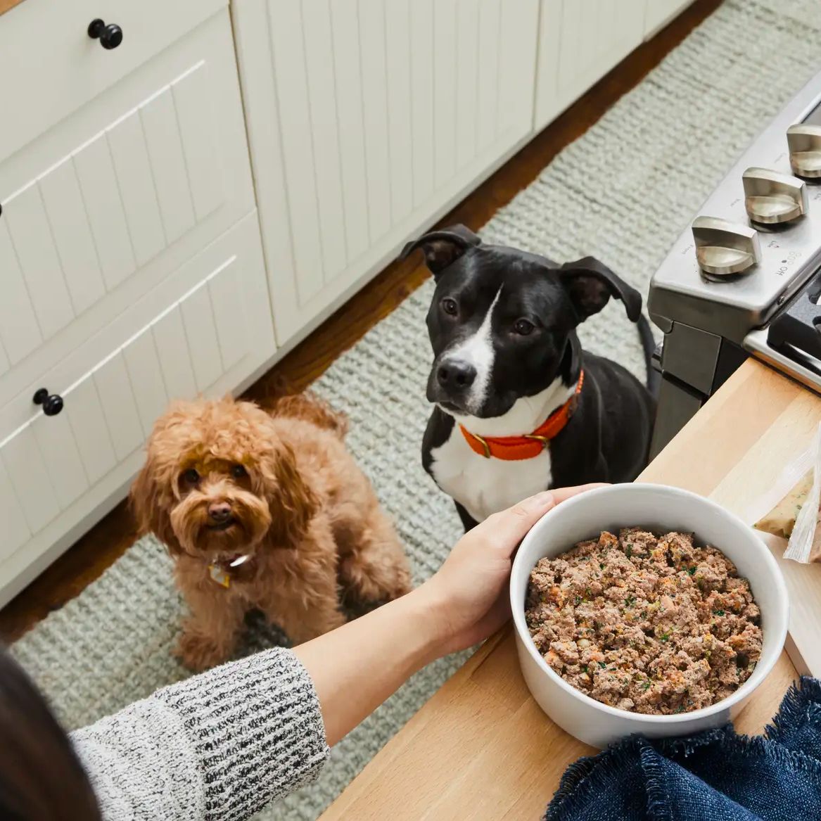 does dog food actually taste good to dogs