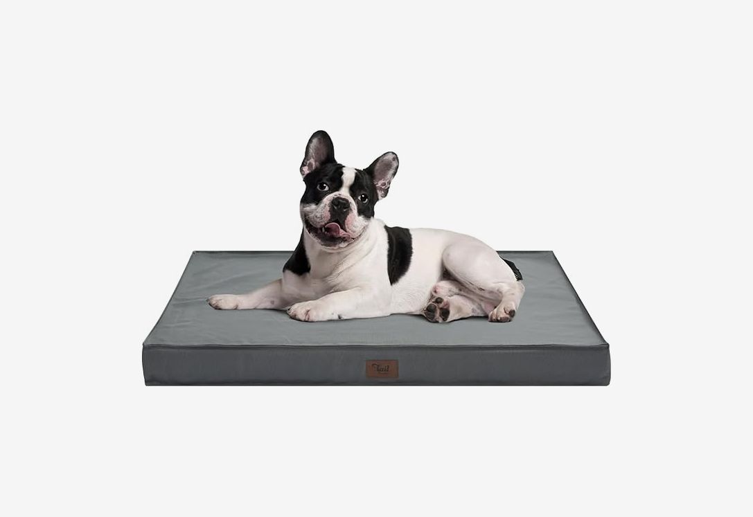 Couch My Dog Is Digging On My Bed How To Keep Dogs Off The Couch And