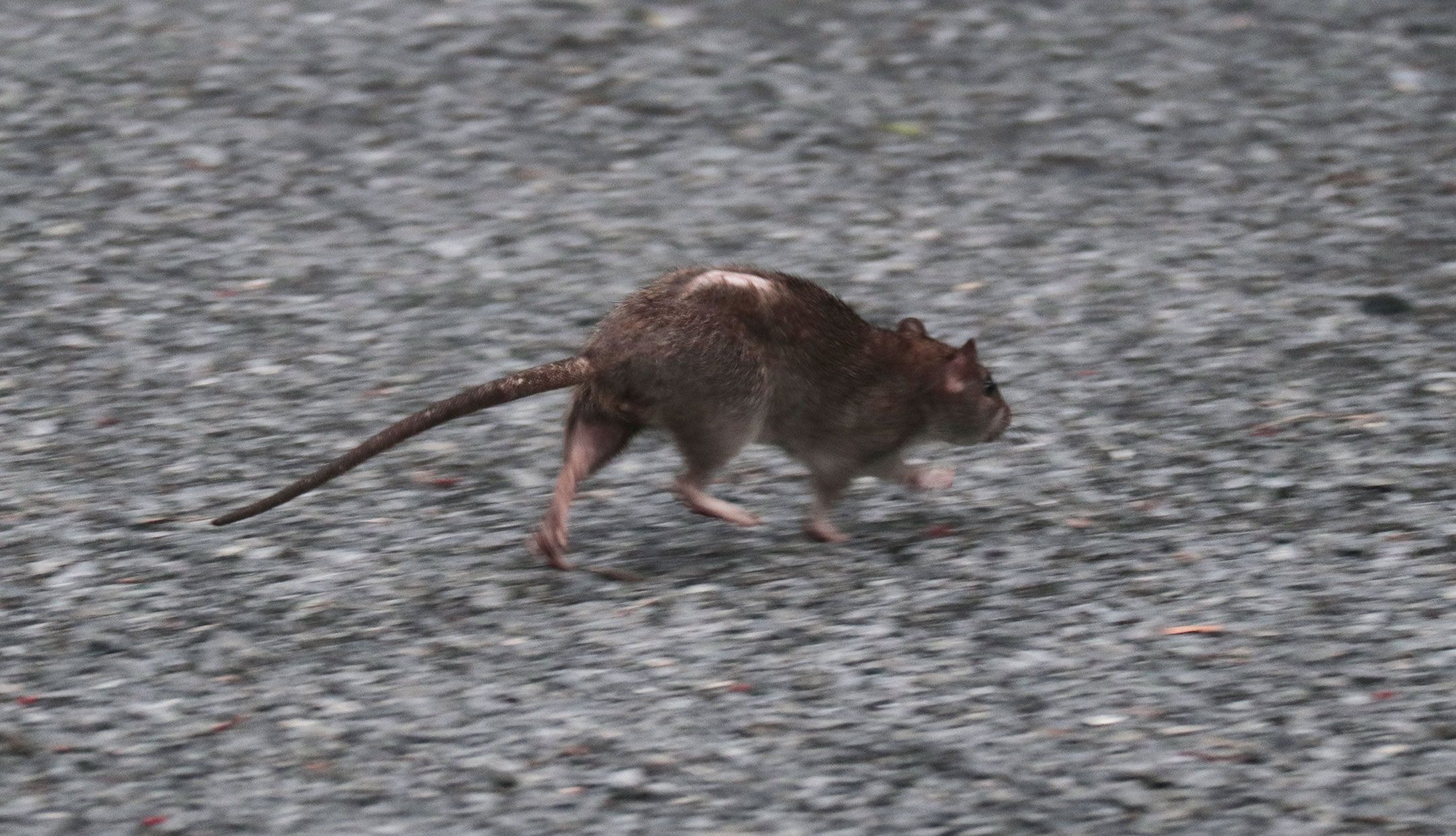 New York City Rat Population Is Hard to Measure