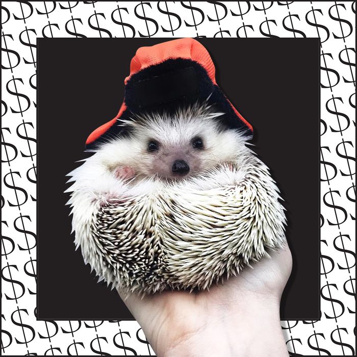 An Interview With Lionel The Hedgehog Instagram Account,Dehydrated Strawberries Air Fryer