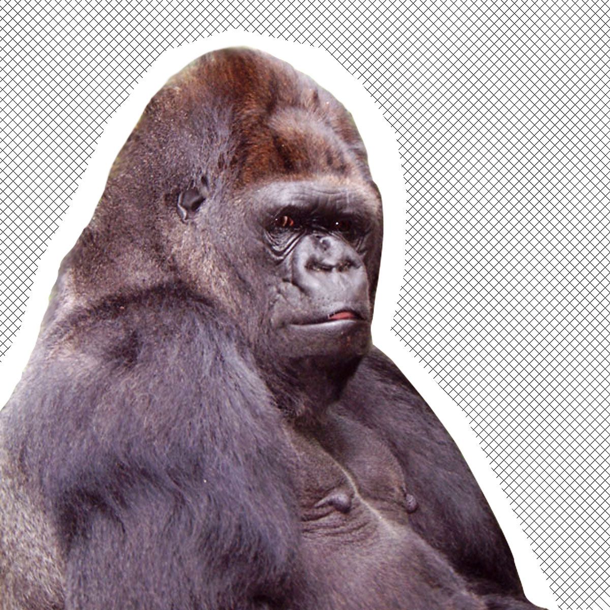 Koko the Gorilla's Most Iconic Moments and Best Stories