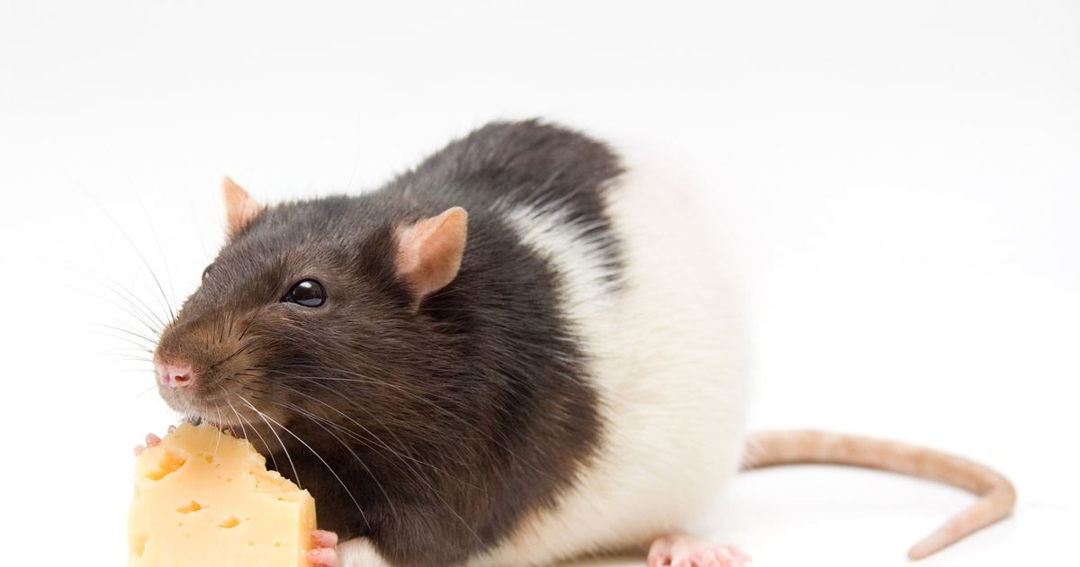 What Could Really Happen If You Eat RodentInfected Food?