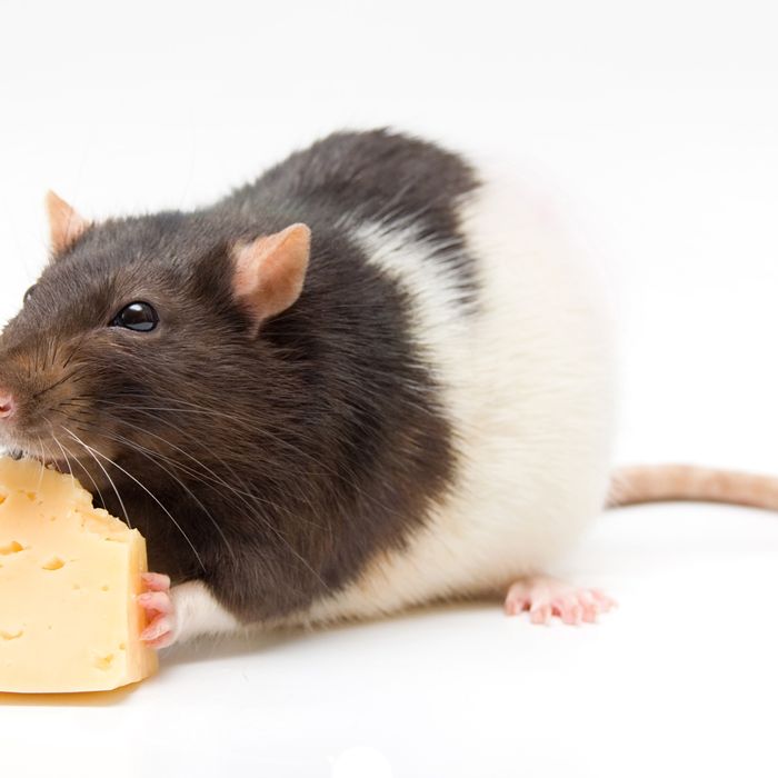 What Could I Really I Happen If You Eat Rodent Infected Food