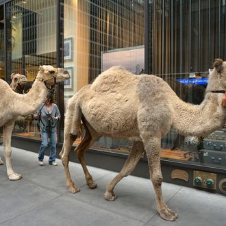Camels walk down 51st street to get ready for the The Rockettes 