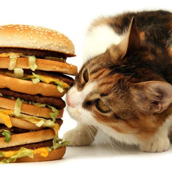 Celluose-sniffing cat is unamused.