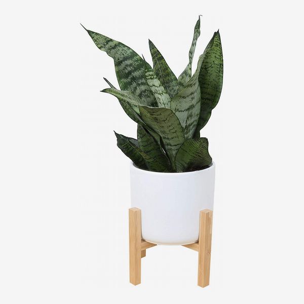 Costa Farms Snake Plant with 6.5-Inch Wide Mid-Century Modern Planter