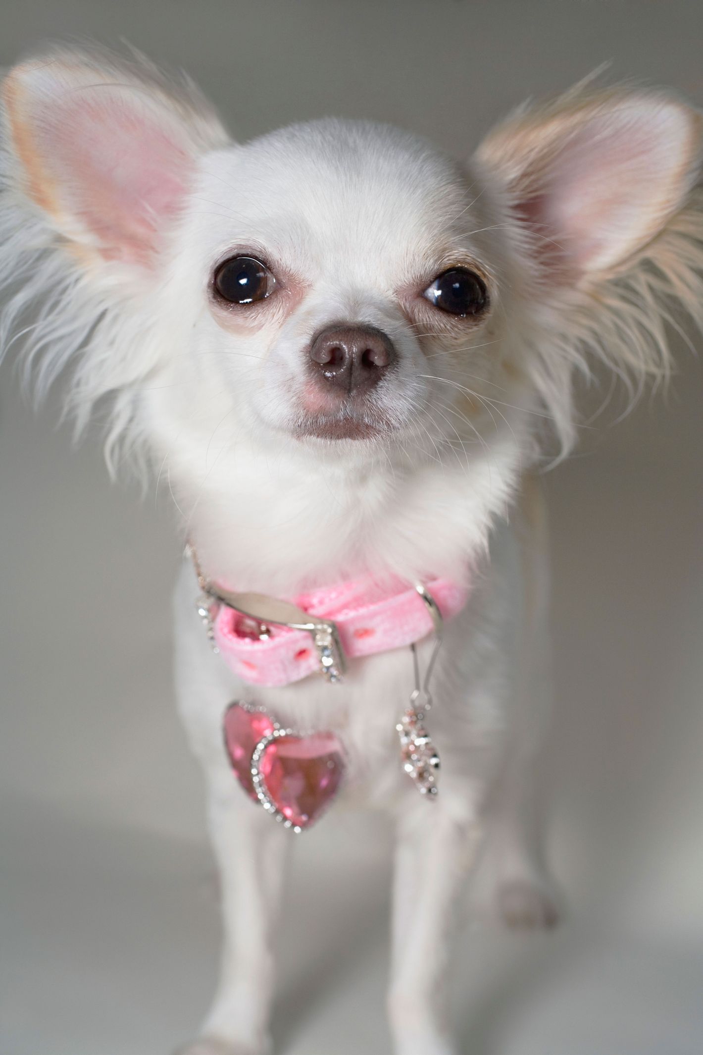 10 Animals That Remind Us of Paris Hilton