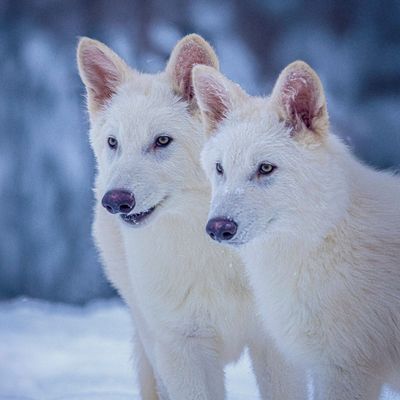 Game Of Bones! ‘Dire Wolves’ Recreated By Genetics Firm