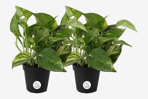 Costa Farms Devil's Ivy in Grower's Pot